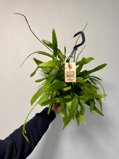 Rhipsalis Red Coral - Rhipsalis Ramulosa