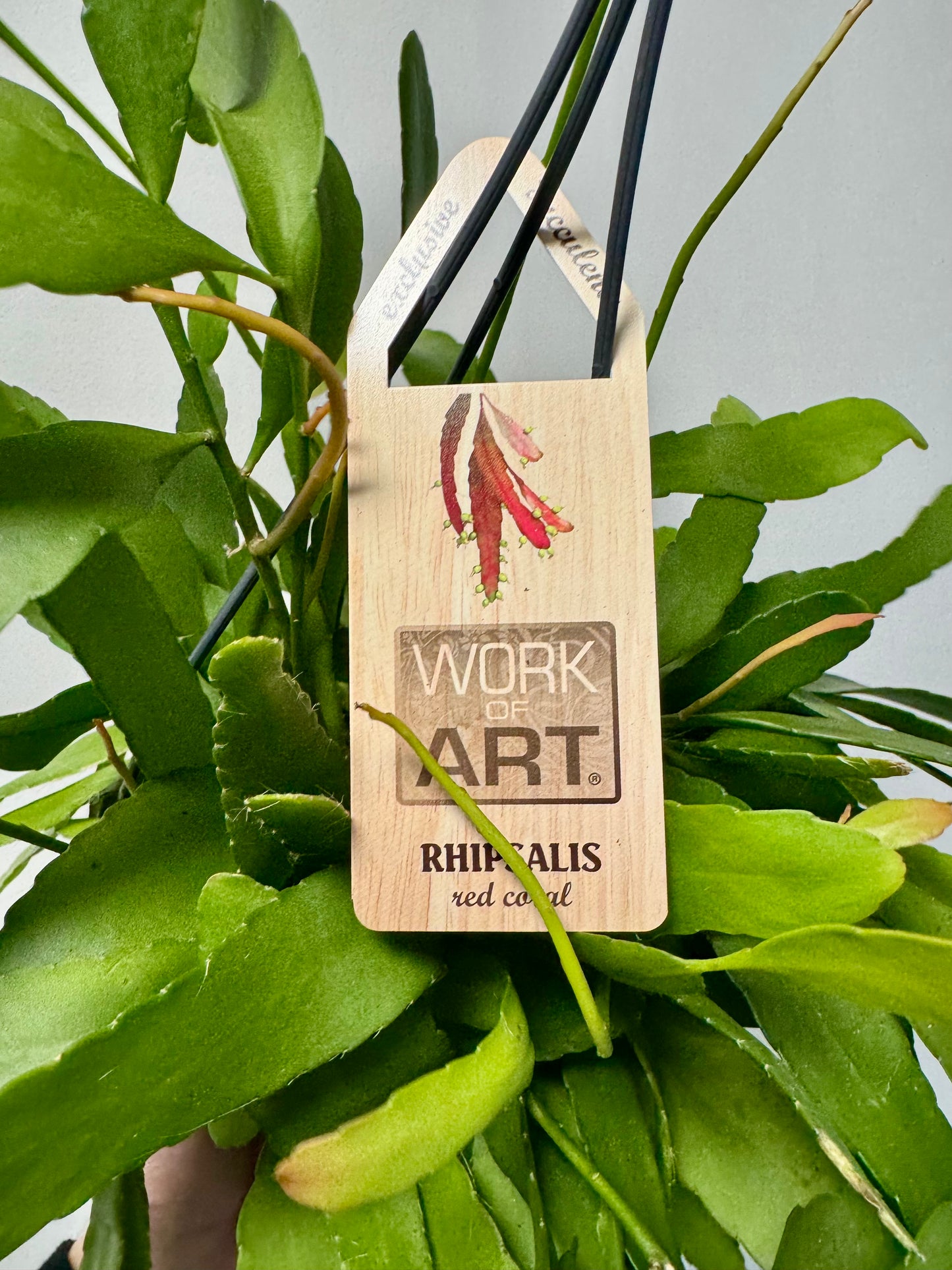 Rhipsalis Red Coral - Rhipsalis Ramulosa