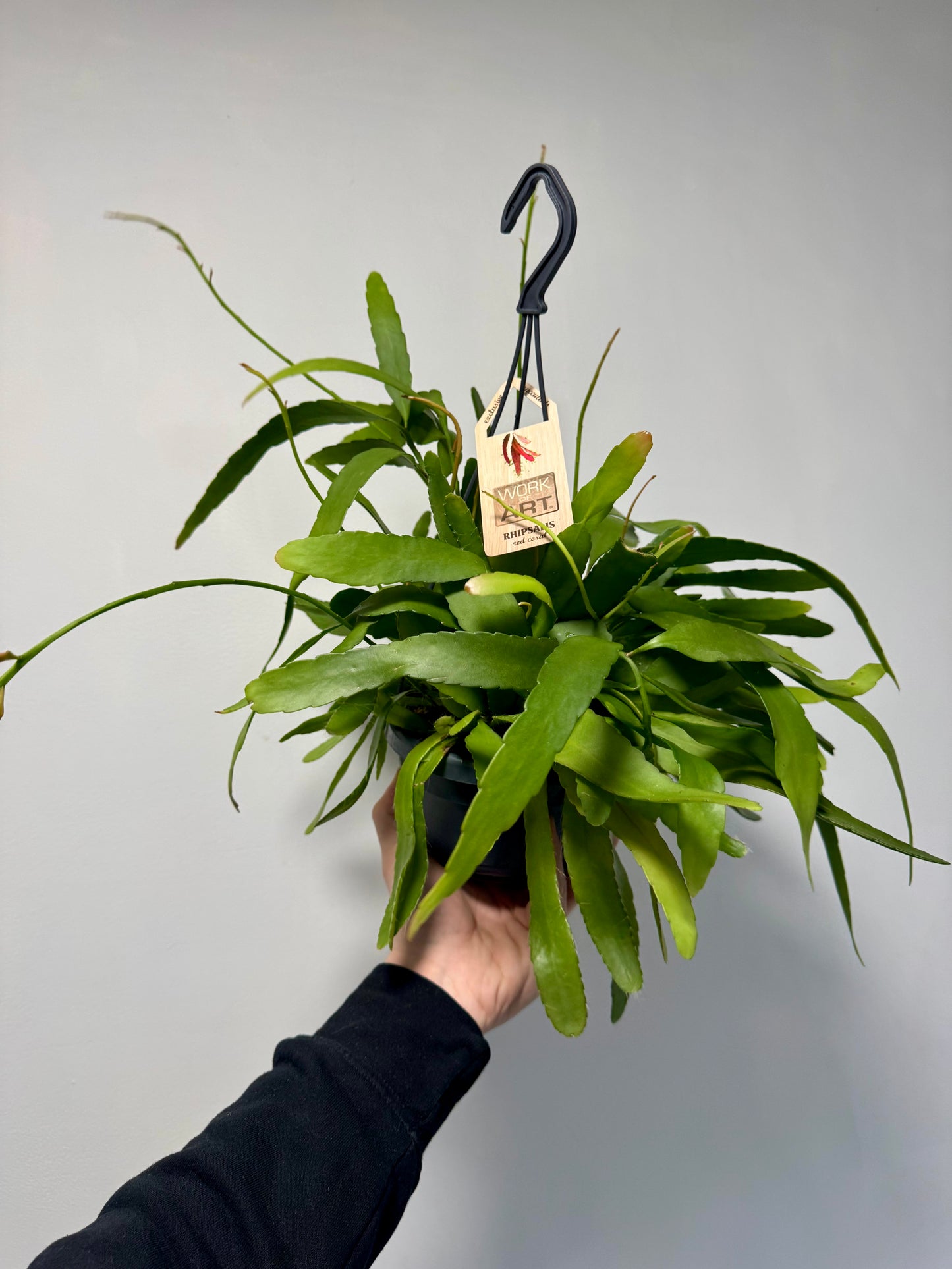 Rhipsalis Red Coral - Rhipsalis Ramulosa