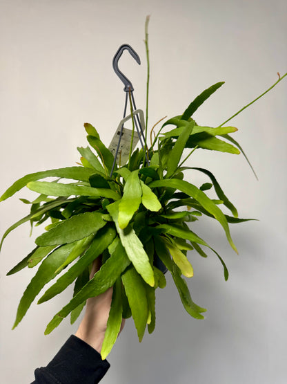 Rhipsalis Red Coral - Rhipsalis Ramulosa