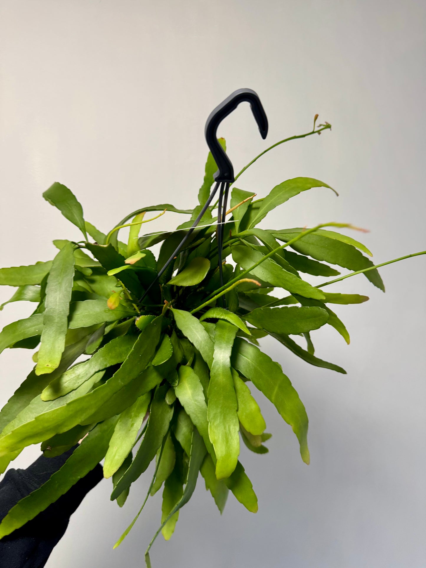 Rhipsalis Red Coral - Rhipsalis Ramulosa