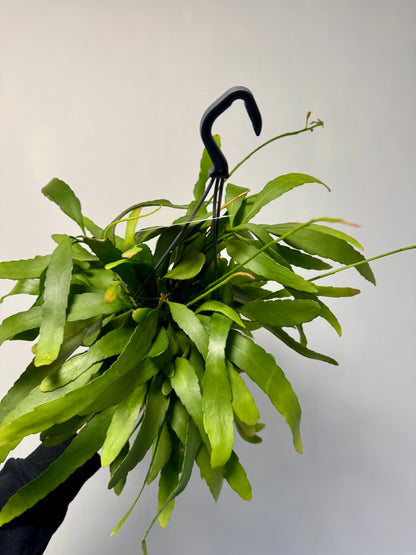 Rhipsalis Red Coral - Rhipsalis Ramulosa