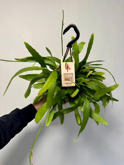 Rhipsalis Red Coral - Rhipsalis Ramulosa