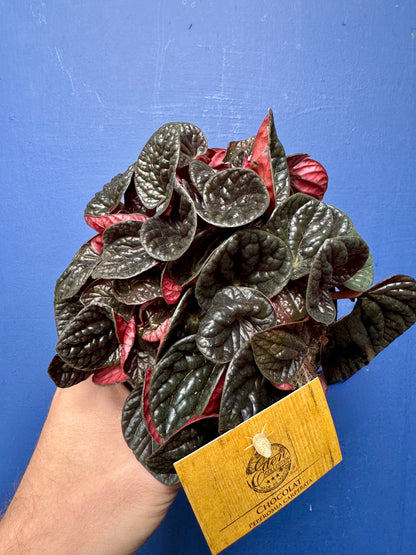 Peperomia Caperata Chocolat - Chocolate Ripple Plant