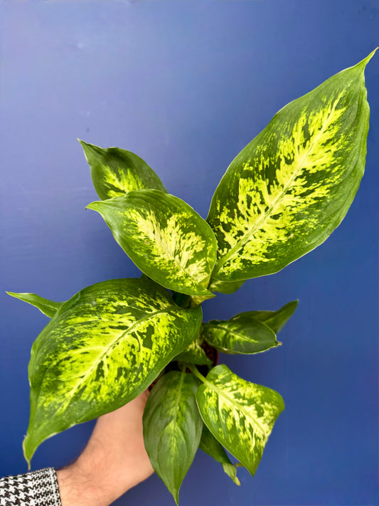 Dieffenbachia Compacta - Dumb Cane Plant