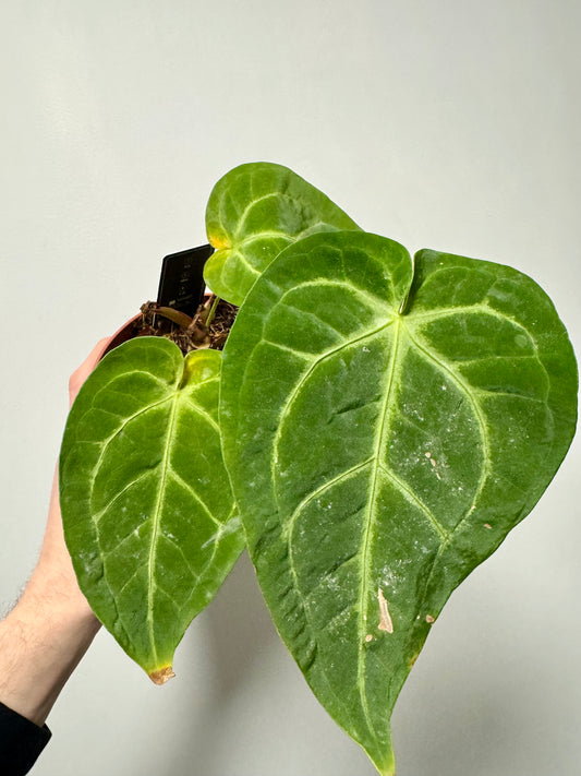 Anthurium Magnificum - Revive & Thrive