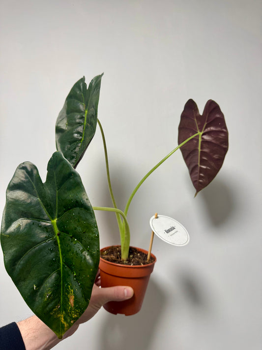 Alocasia Golden Bone - Revive & Thrive