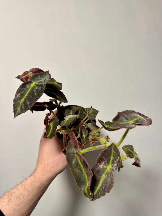 Begonia Listada - Revive & Thrive