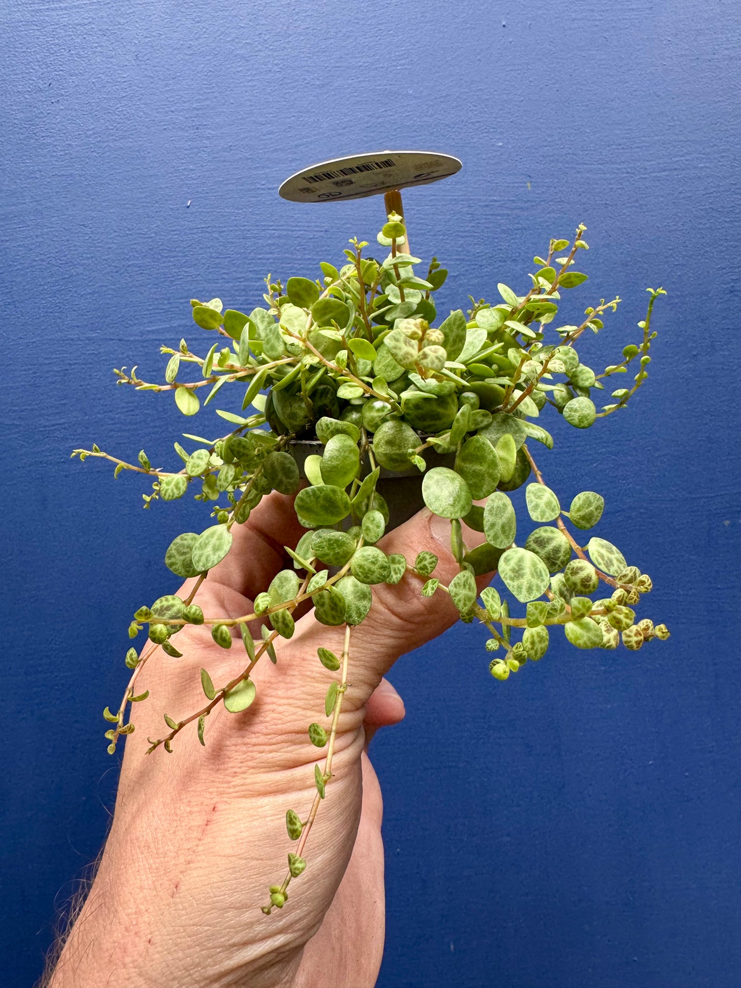 Peperomia Prostrata - String of Turtles