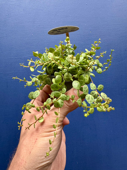 Peperomia Prostrata - String of Turtles