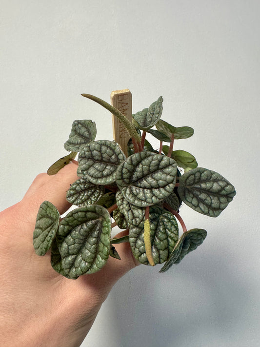 Peperomia Caperata Burbella - Radiator Plant