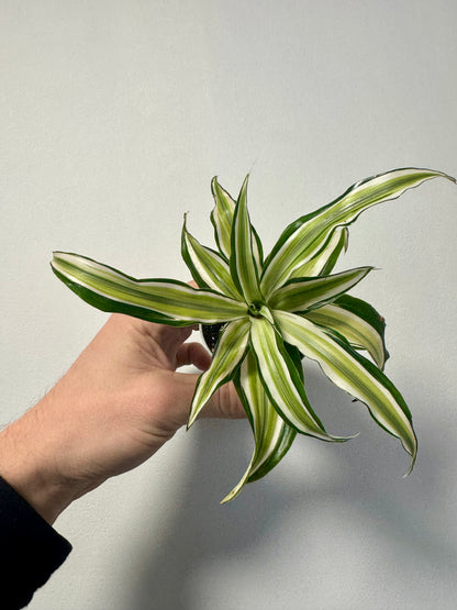 Dracaena 'Malaika'- Dragon Tree 'Malaika'