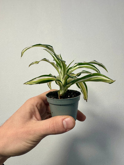 Dracaena 'Malaika'- Dragon Tree 'Malaika'