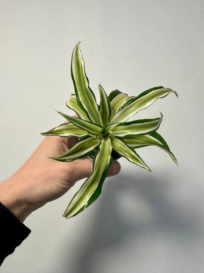 Dracaena 'Malaika'- Dragon Tree 'Malaika'