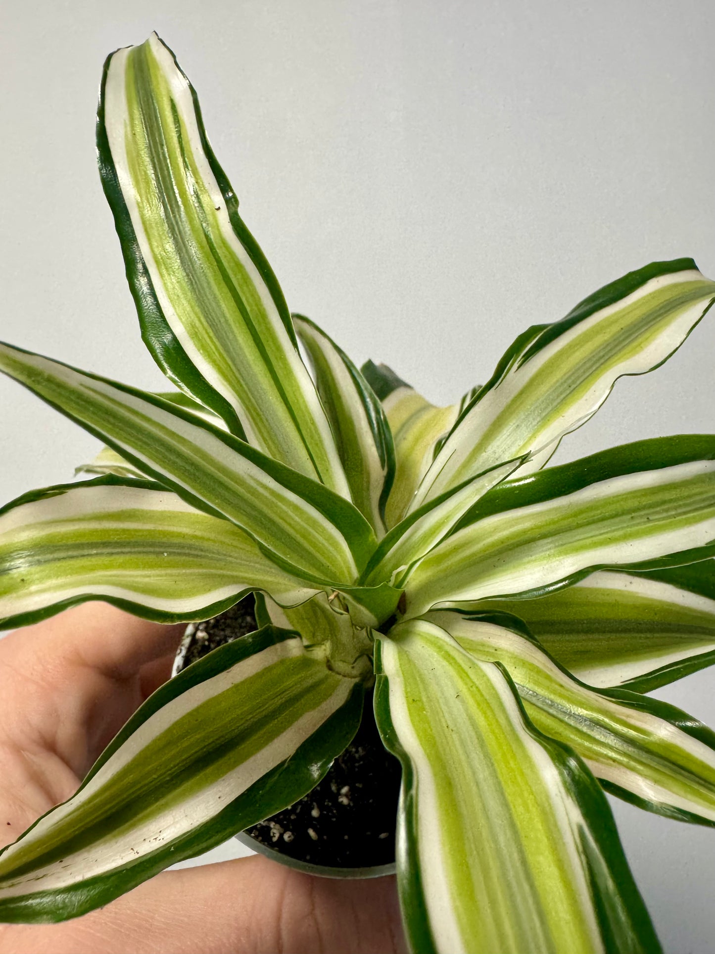 Dracaena 'Malaika'- Dragon Tree 'Malaika'