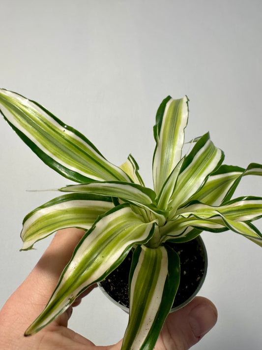 Dracaena 'Malaika'- Dragon Tree 'Malaika'