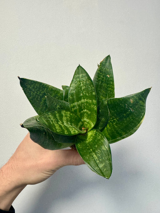 Sansevieria Hyacinthoides - African Bow String Hemp