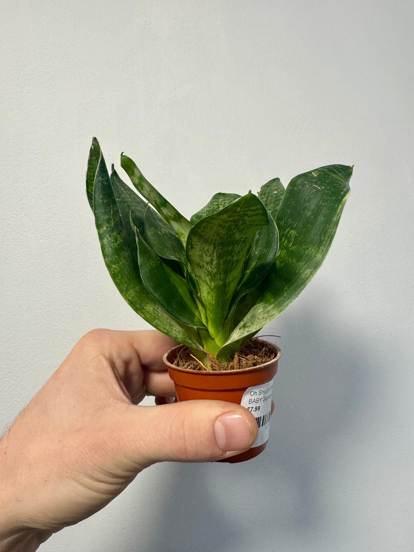 Sansevieria Hyacinthoides - African Bow String Hemp