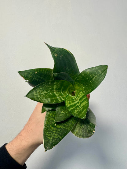 Sansevieria Hyacinthoides - African Bow String Hemp