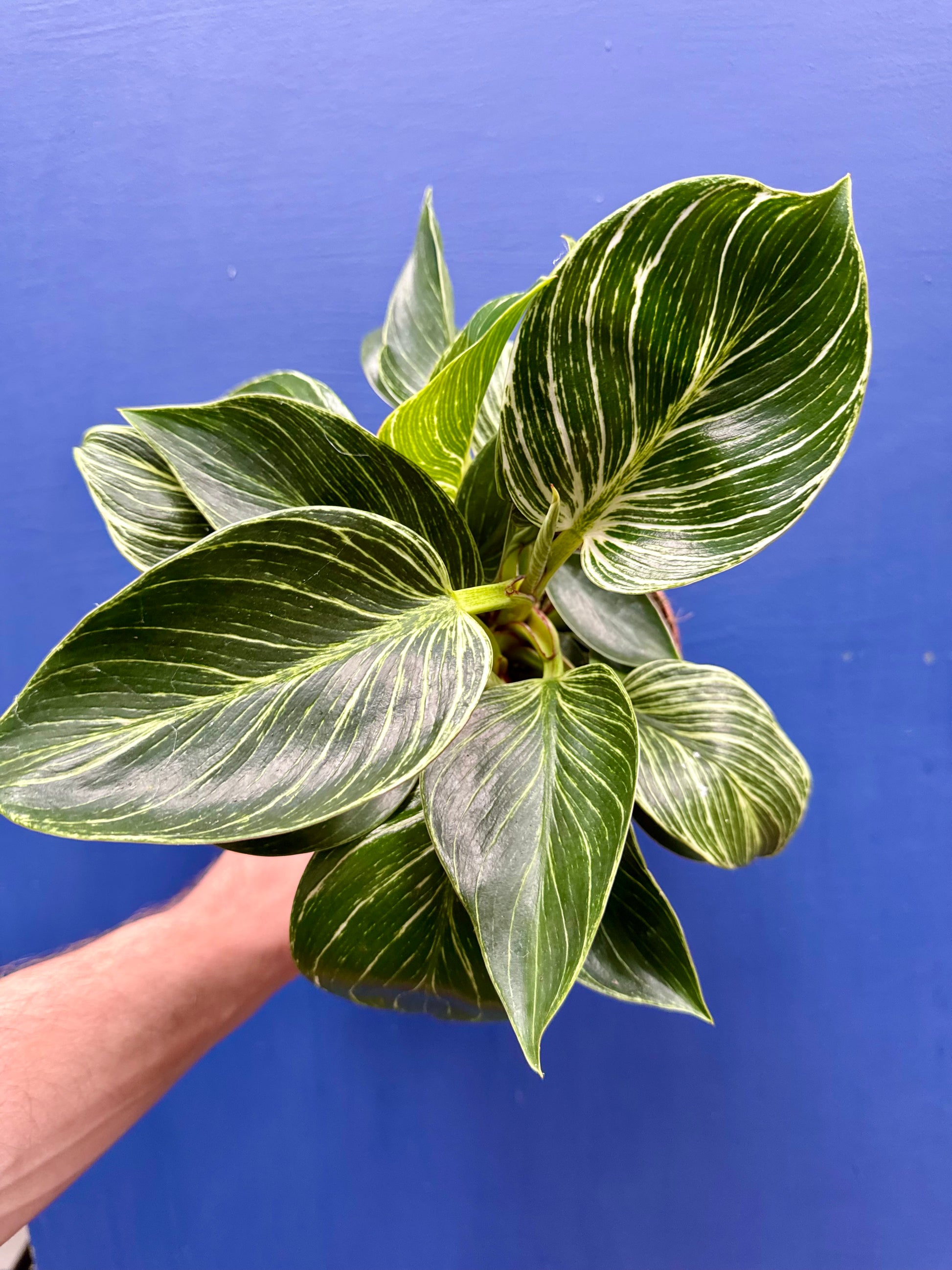 philodendron birkin water Philodendron Erubescens