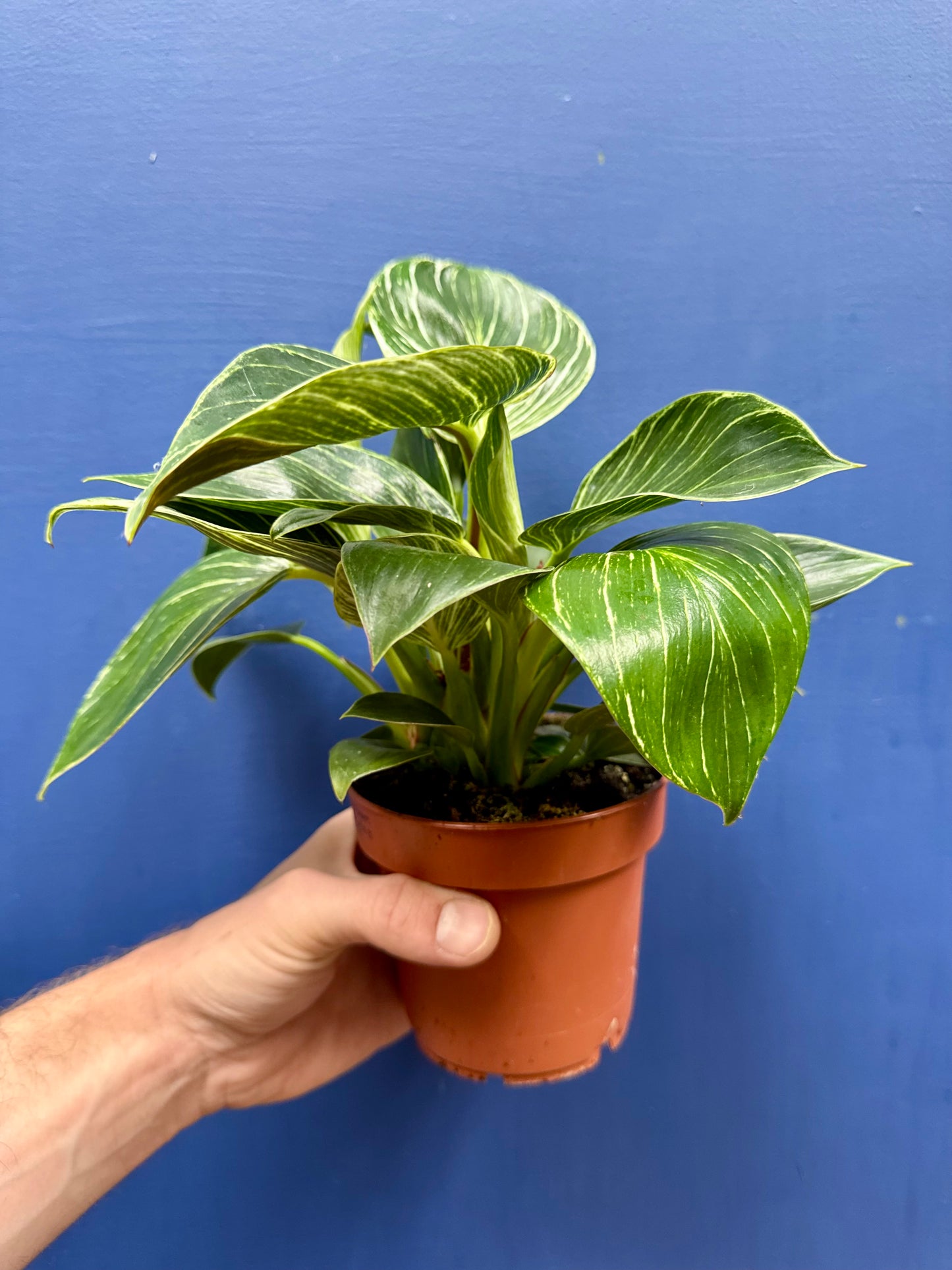 Philodendron Birkin White Wave