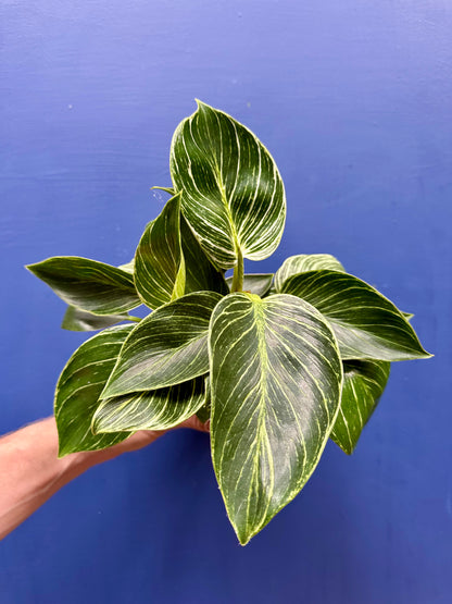 Philodendron Birkin White Wave