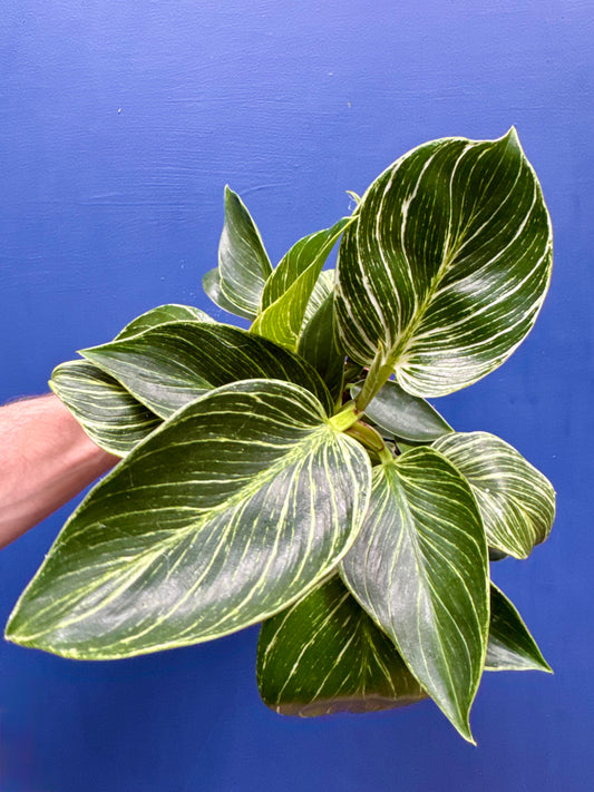 Philodendron Birkin White Wave