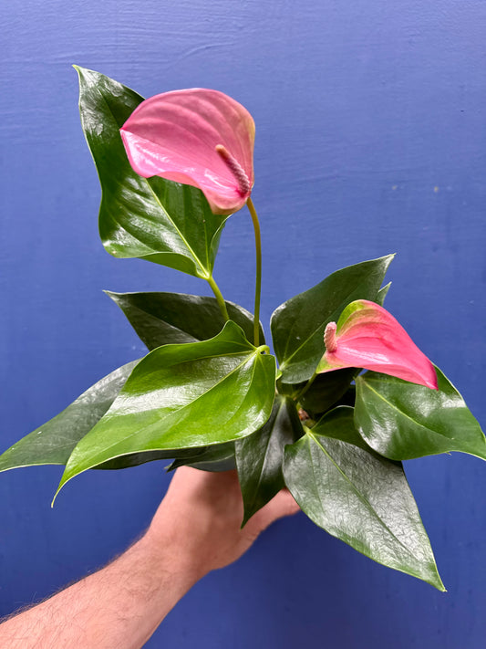 Anthurium - Flamingo Flower