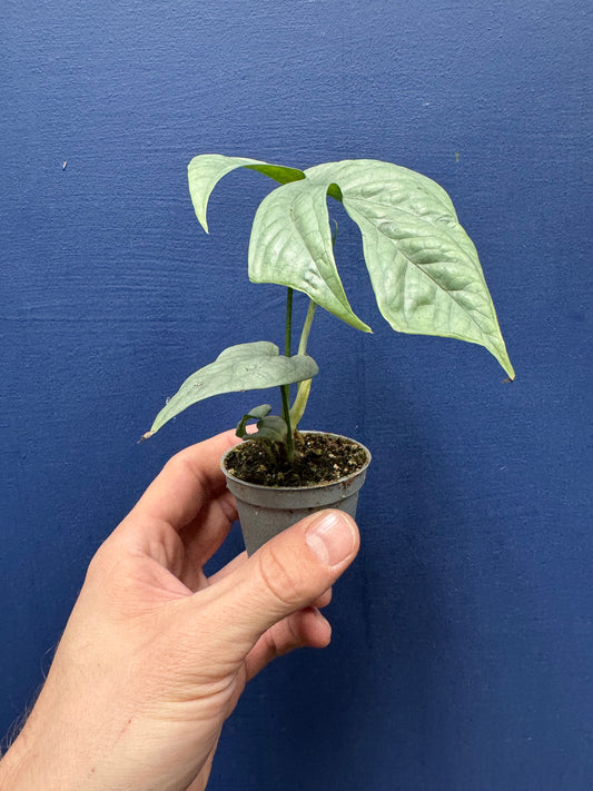 Amydrium Medium Silver - Spiderman Monstera