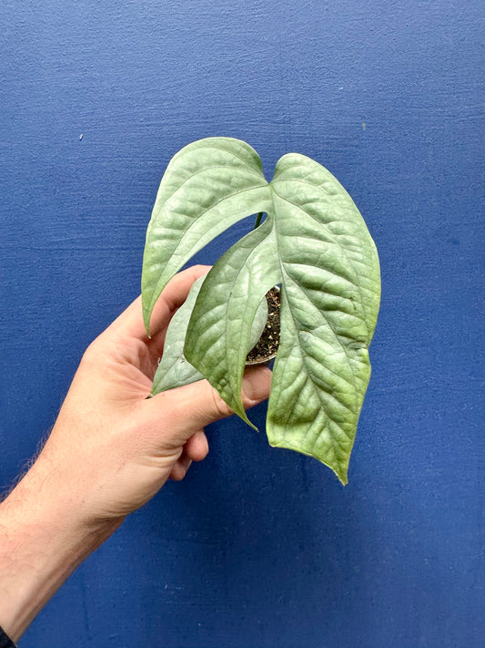 Amydrium Medium Silver - Spiderman Monstera