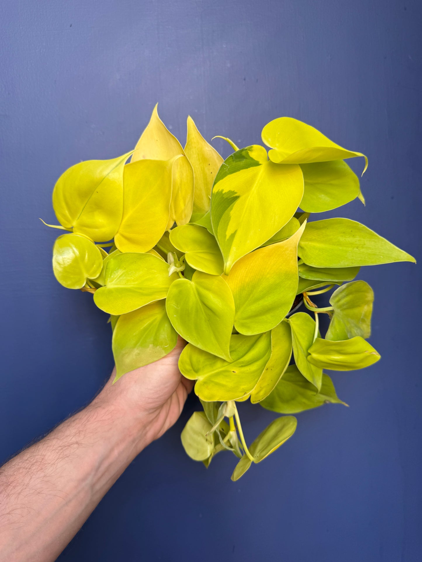 Philodendron Hederaceum Variegata - Micans Lime