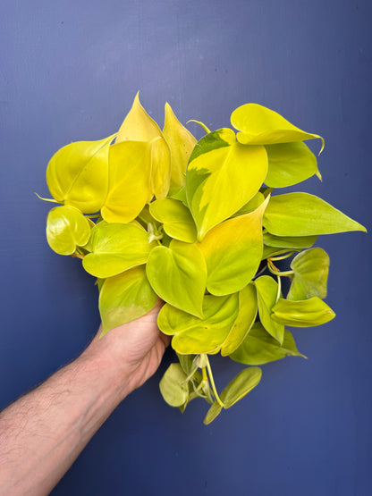 Philodendron Hederaceum Variegata - Micans Lime