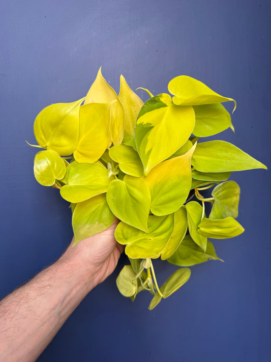 Philodendron Hederaceum Variegata - Micans Lime