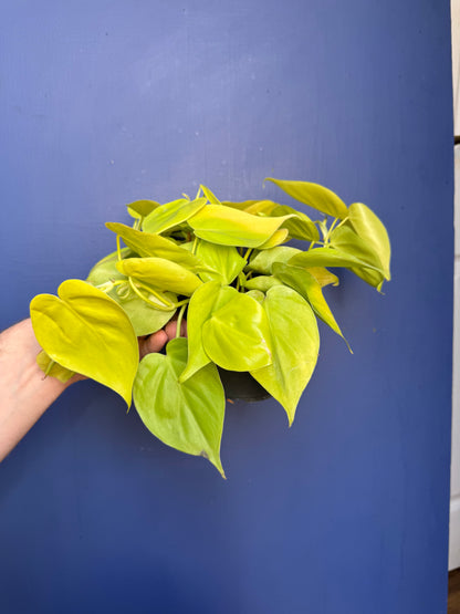 Philodendron Hederaceum Variegata - Micans Lime