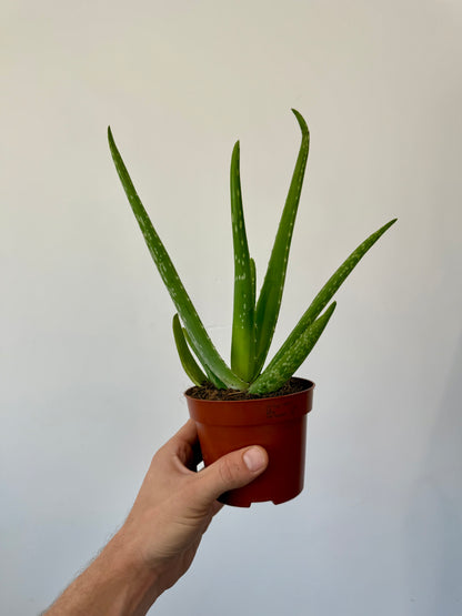 Aloe Vera (Aloe Barbadensis)
