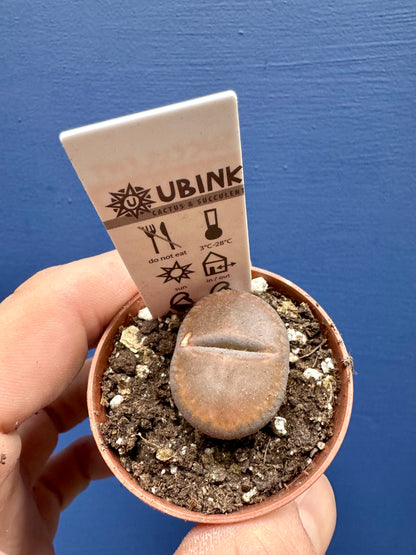 Lithops - Living Stones