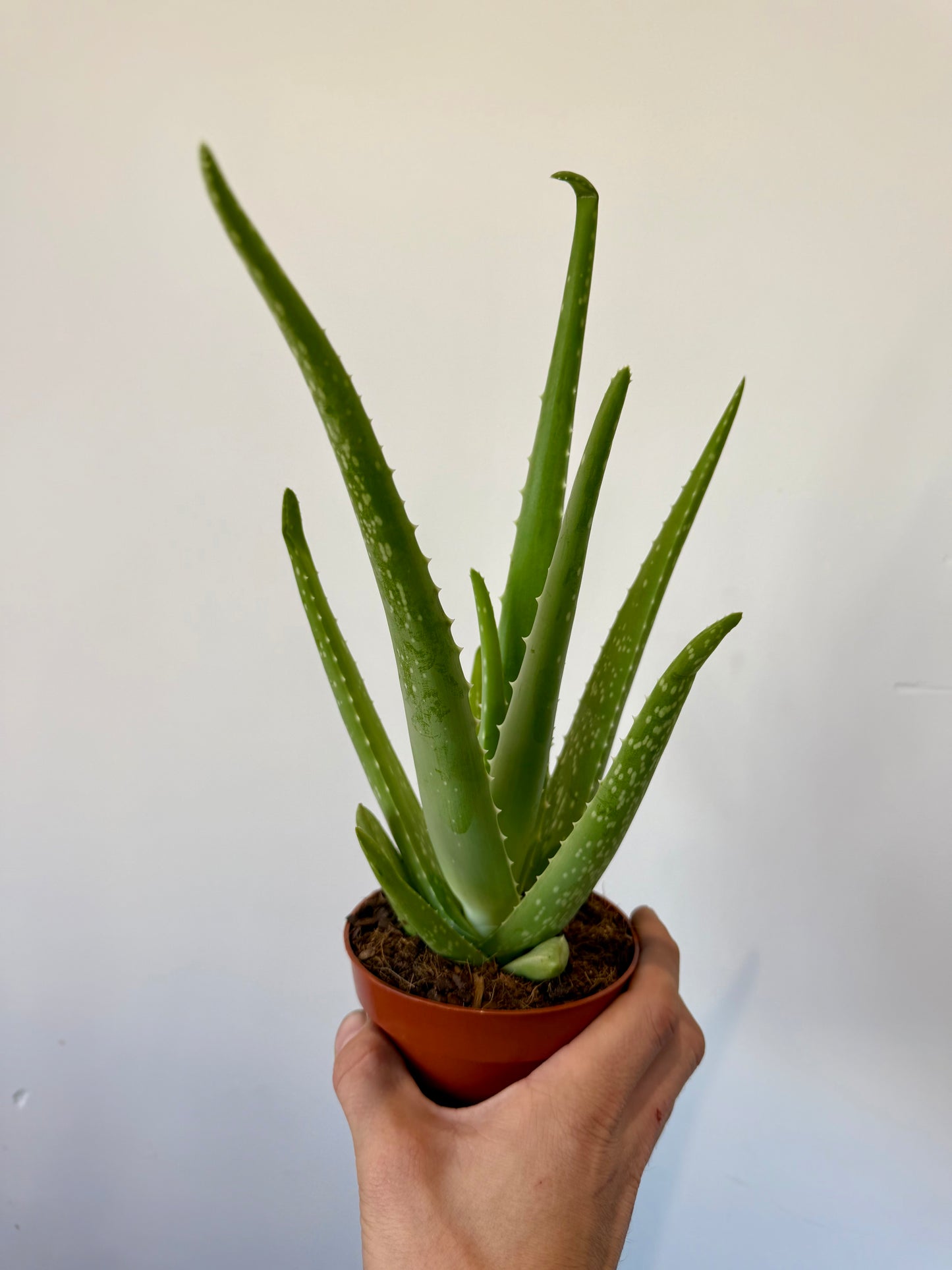 Aloe Vera (Aloe Barbadensis)