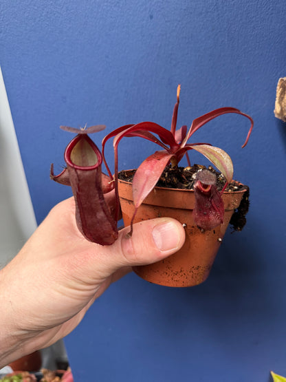 Nepenthes ‘Rebecca Soper’ - Monkey Jugs