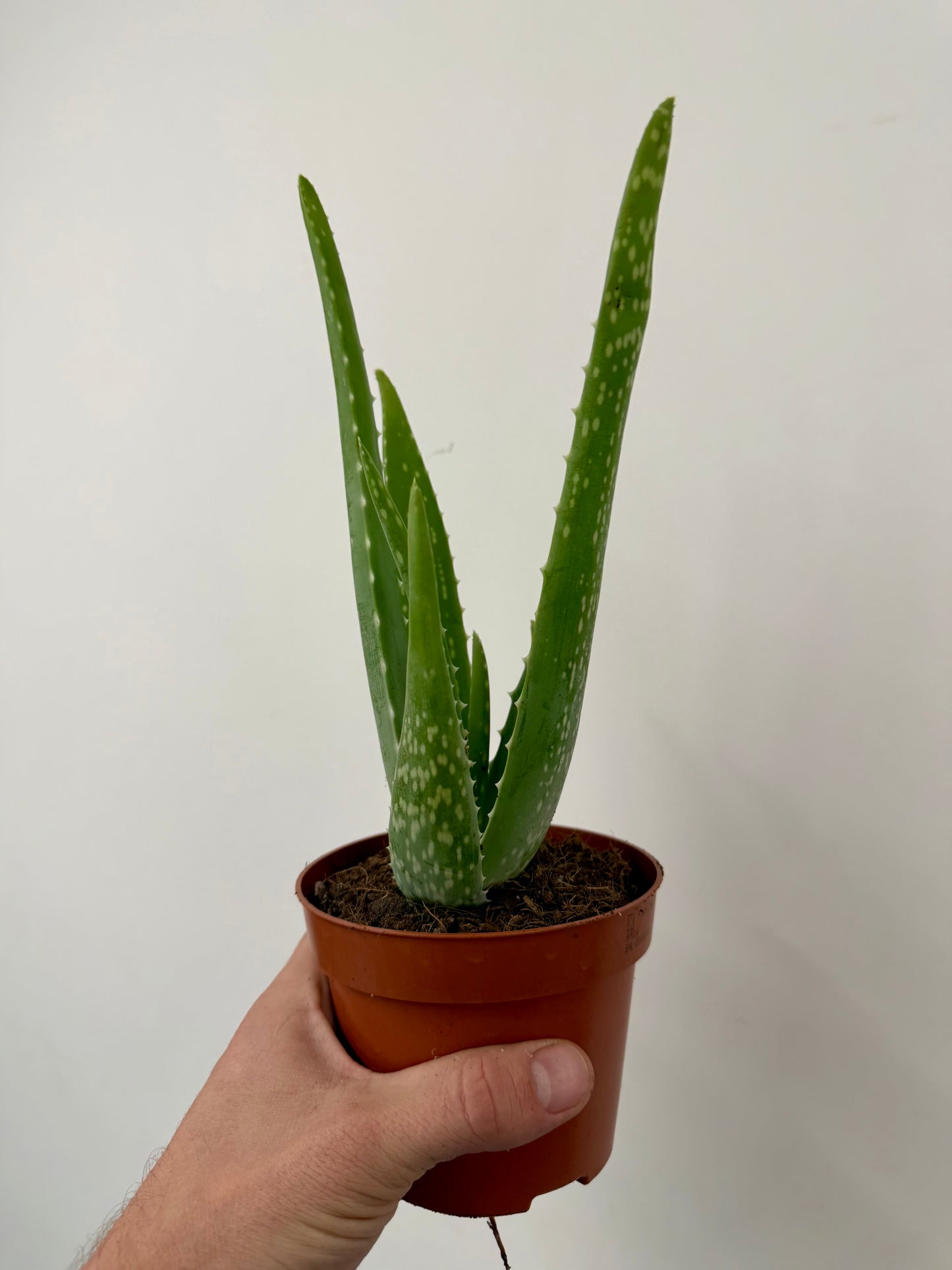 Aloe Vera (Aloe Barbadensis)