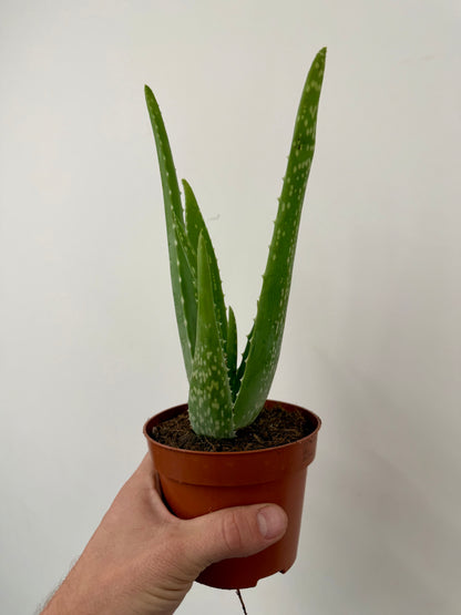 Aloe Vera (Aloe Barbadensis)