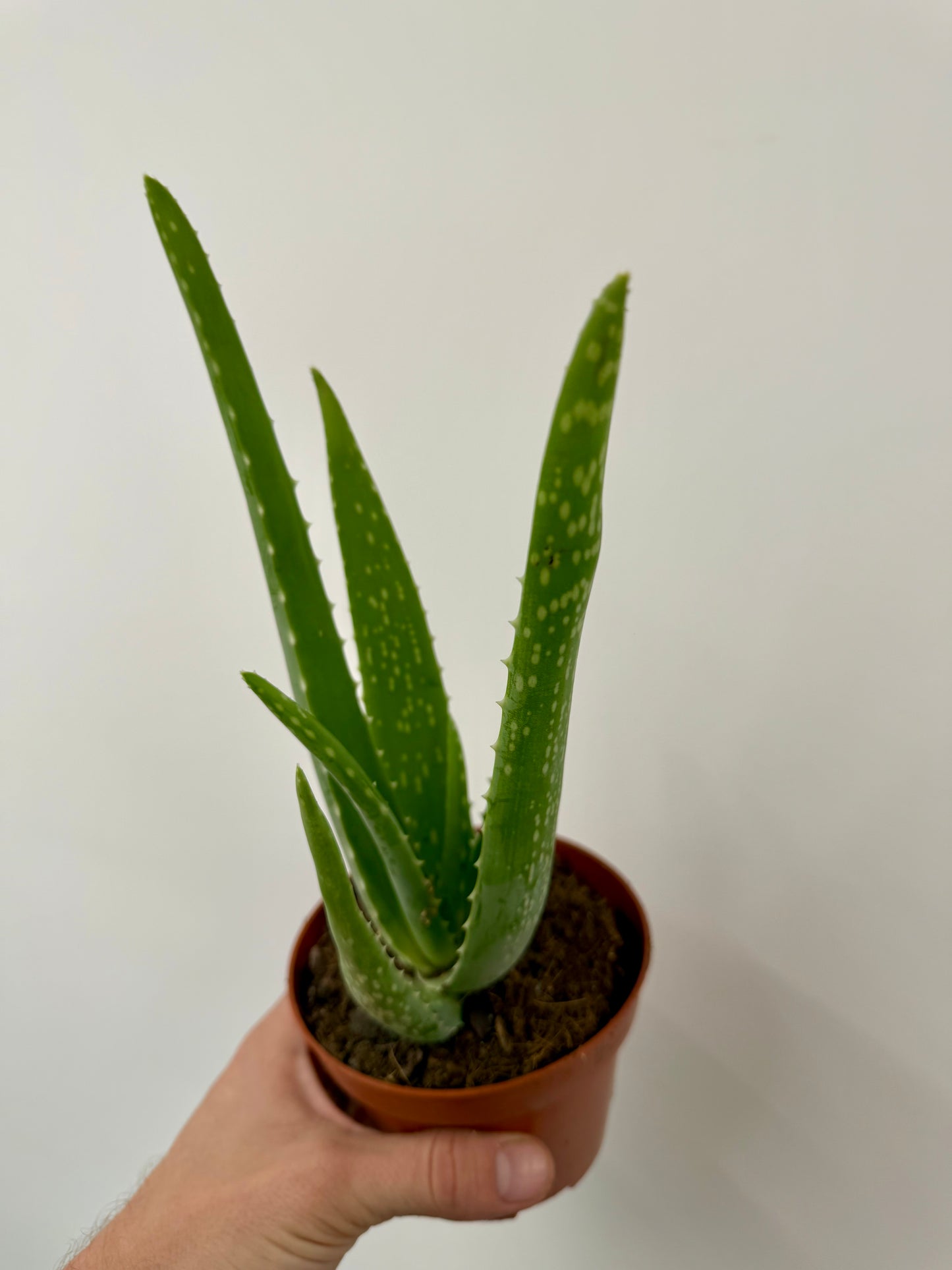 Aloe Vera (Aloe Barbadensis)