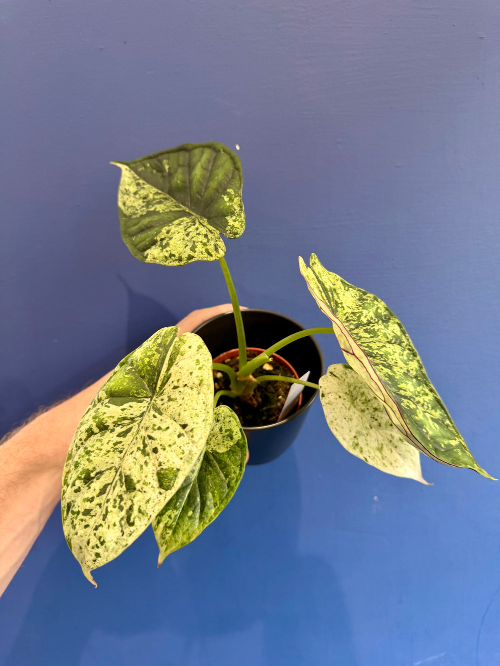 Alocasia Dragon Scale Mint Variegated