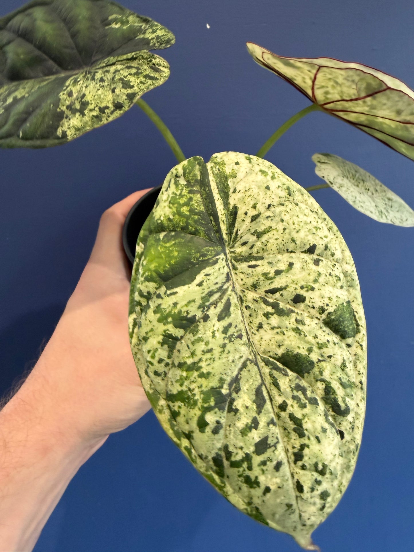Alocasia Dragon Scale Mint Variegated