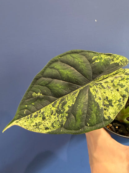 Alocasia Dragon Scale Mint Variegated