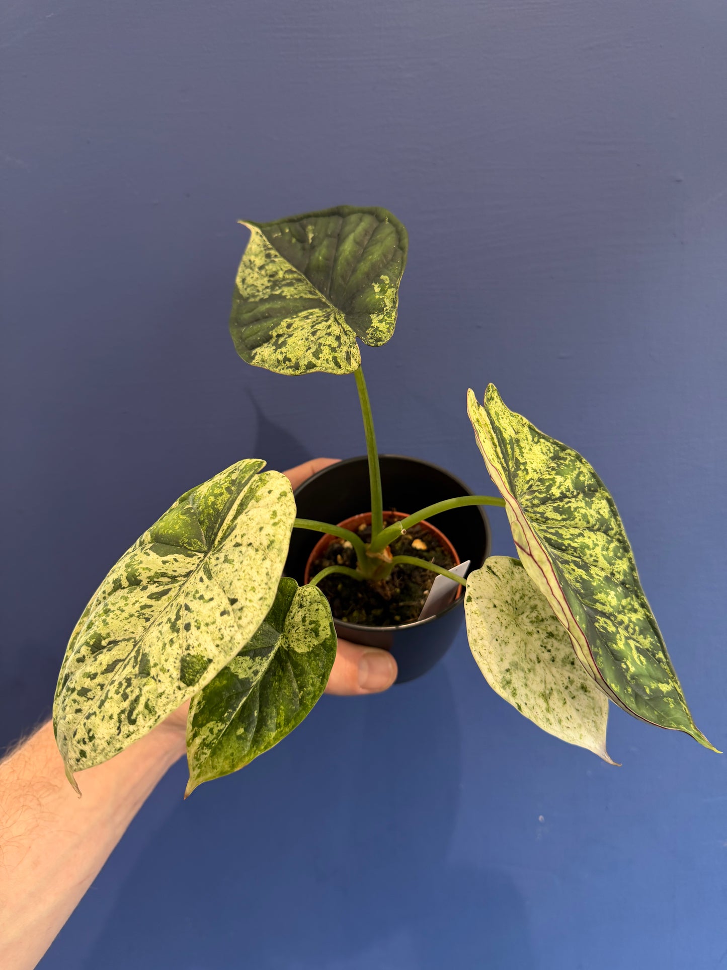Alocasia Dragon Scale Mint Variegated