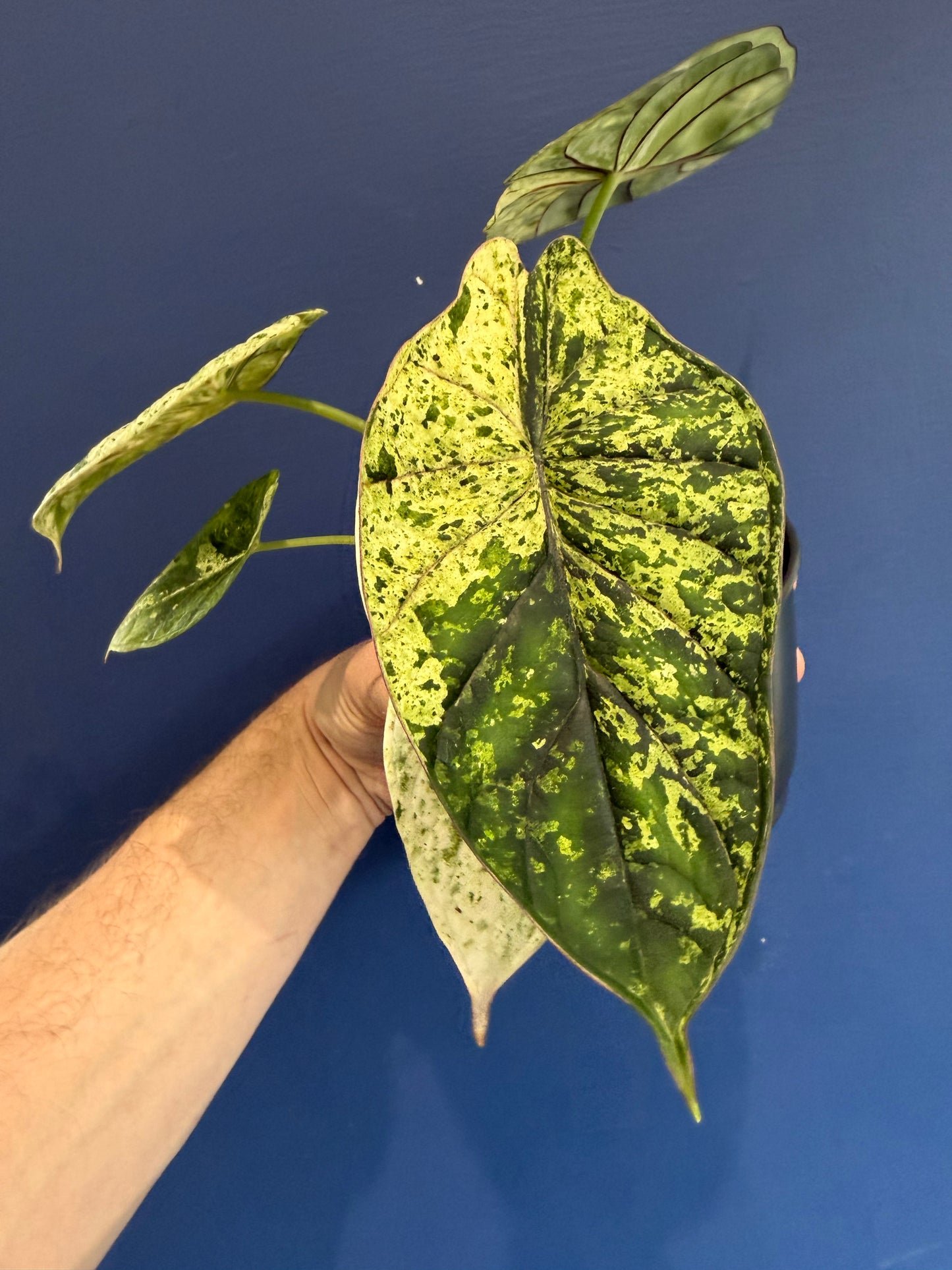 Alocasia Dragon Scale Mint Variegated