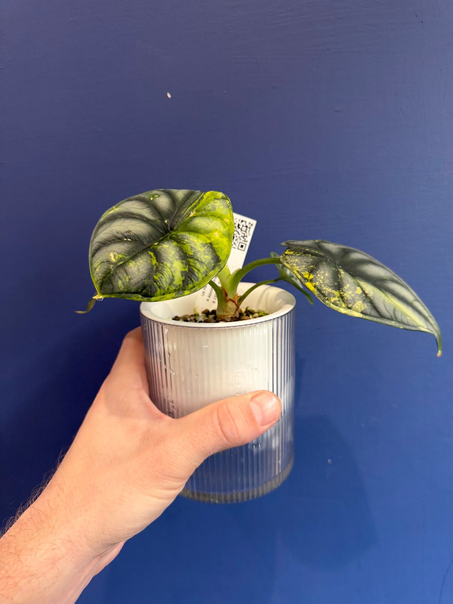 Alocasia Dragon Scale Aurea Variegated