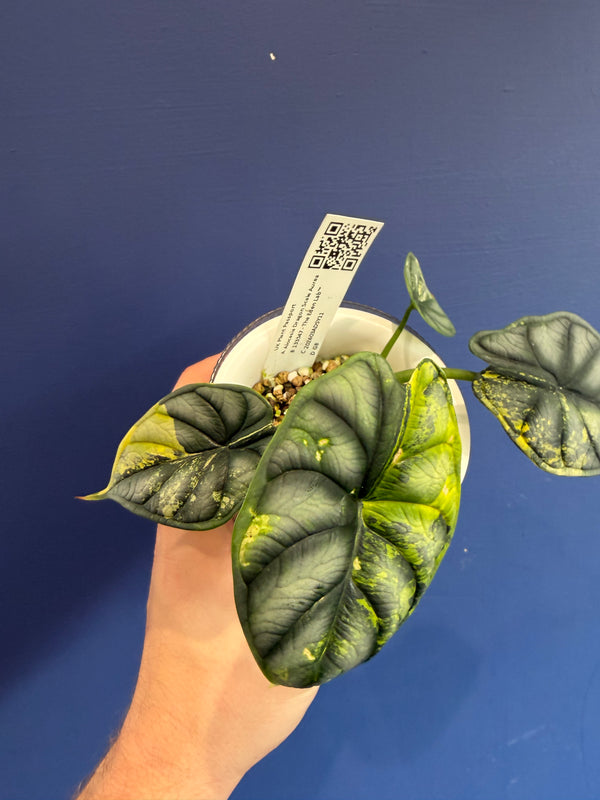 Alocasia Dragon Scale Aurea Variegated