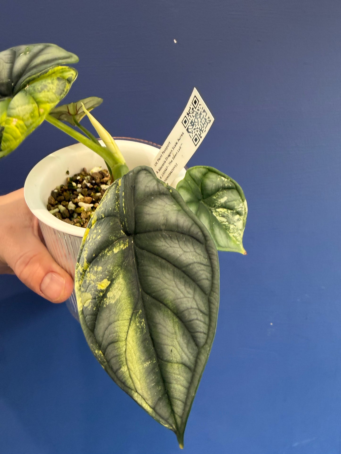 Alocasia Dragon Scale Aurea Variegated
