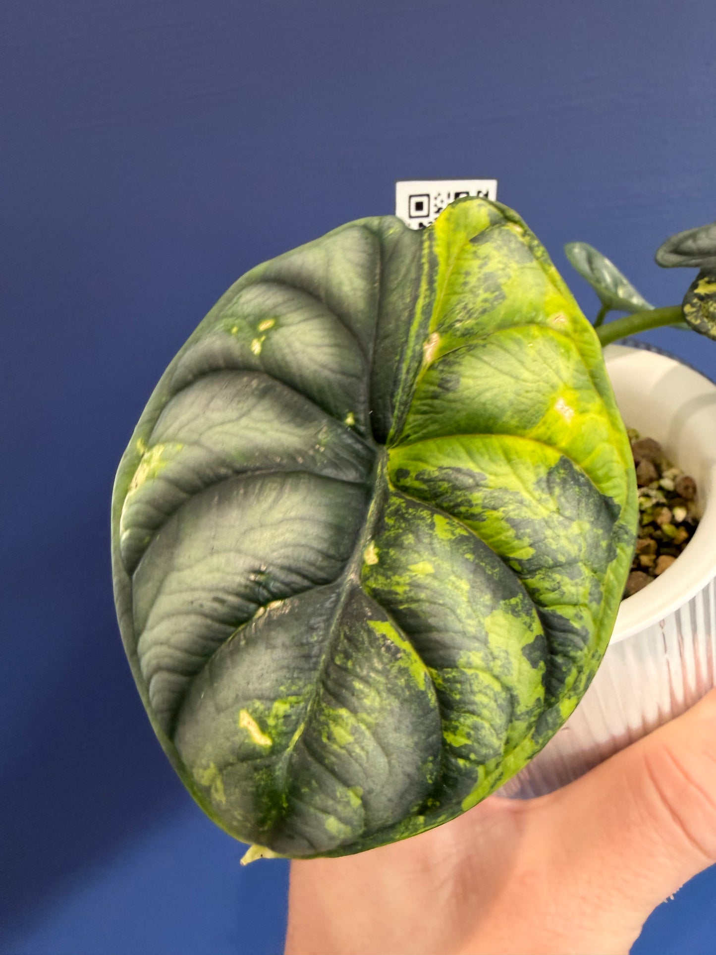 Alocasia Dragon Scale Aurea Variegated